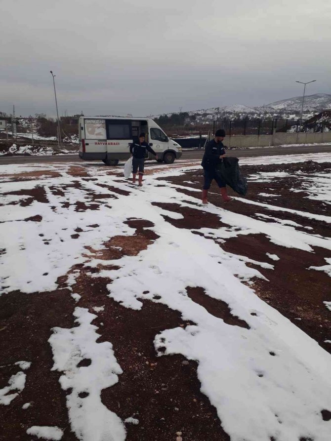 Bingöl Belediyesi Sokak Hayvanlarını Unutmadı