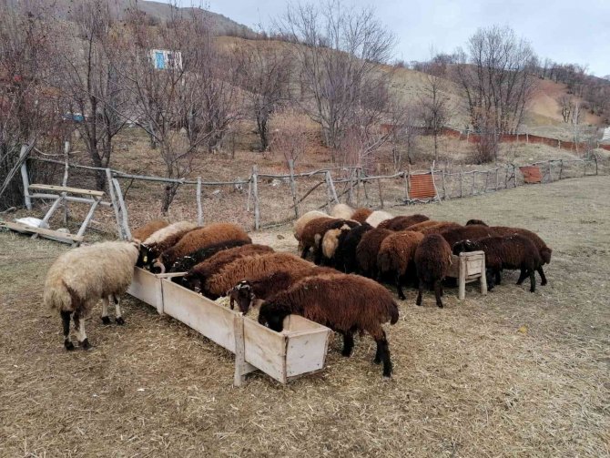 Bingöl’de Üreticilere 3 Milyon Lira Destek Verildi