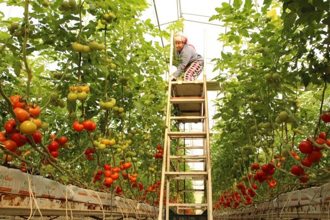 Topraksız Tarımla Üretilen Domatesler İhracatın Gözdesi Oldu