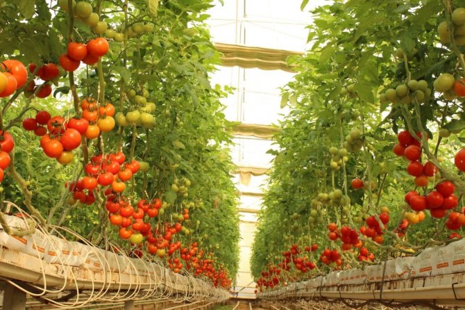 Topraksız Tarımla Üretilen Domatesler İhracatın Gözdesi Oldu