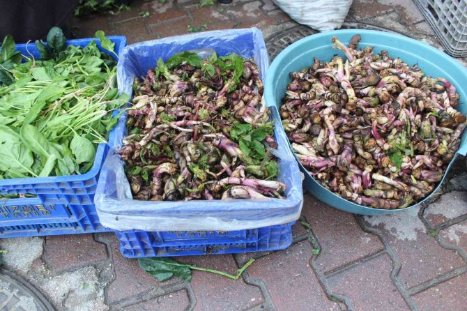 Kaldirik Otu Pazarda Yerini Aldı