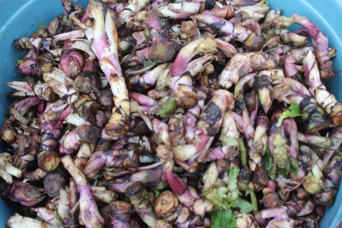 Kaldirik Otu Pazarda Yerini Aldı