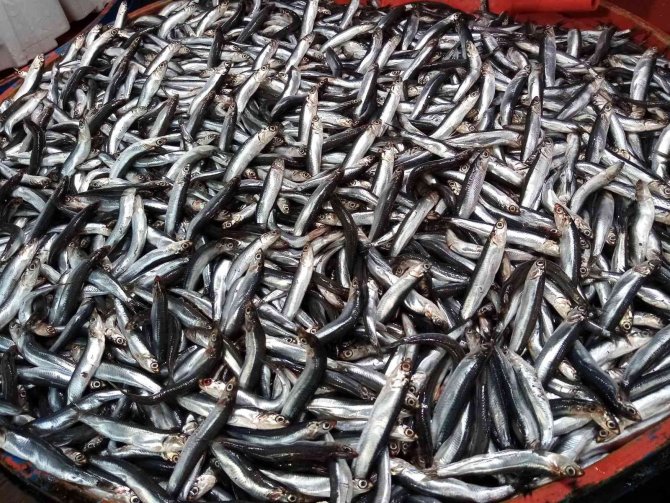 Bandırma Balık Halinde İstavrit Ve Kolyoz Bolluğu