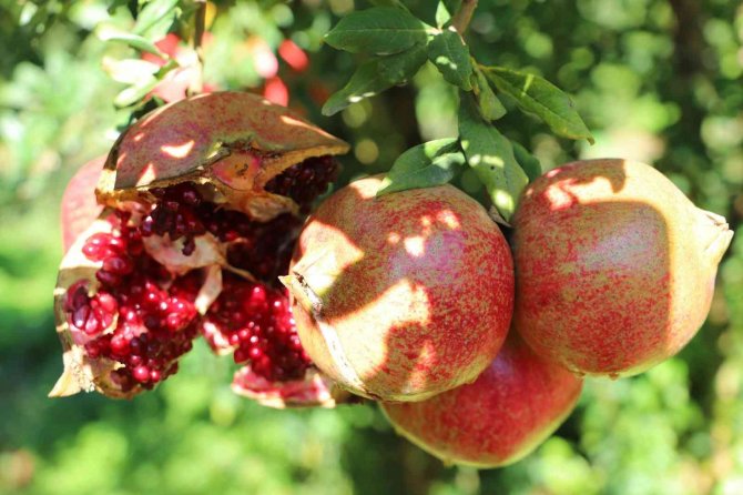 Oğuzeli’nde Bir Yılda 400 Ton Nar İşlendi