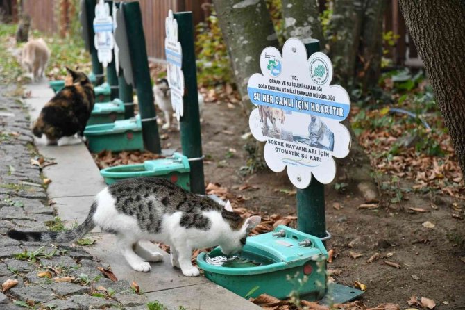 1585 Sokak Hayvanı Tedavi Edildi, 391 Sokak Hayvanı Sahiplendirildi