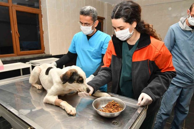 1585 Sokak Hayvanı Tedavi Edildi, 391 Sokak Hayvanı Sahiplendirildi