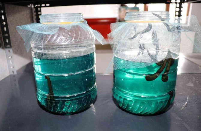 Samsun’da Tıbbi Sülük Yetiştiriciliğine Rağbet Artıyor