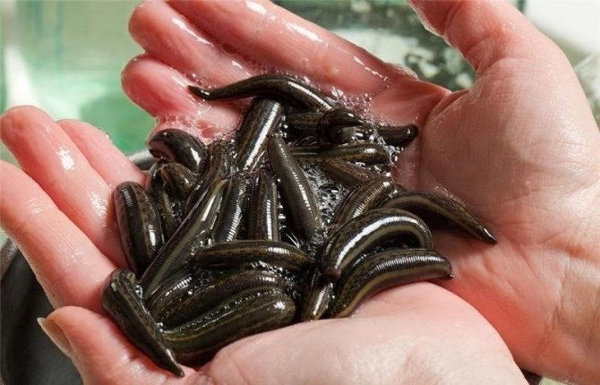 Samsun’da Tıbbi Sülük Yetiştiriciliğine Rağbet Artıyor