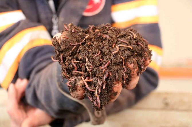 Türk Bilim Adamları Buldu, Kadınlar Solucanla Güzelleşecek