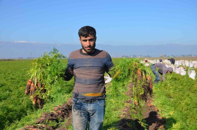 Havucun Tarladan Sofraya Zahmetli Yolculuğu