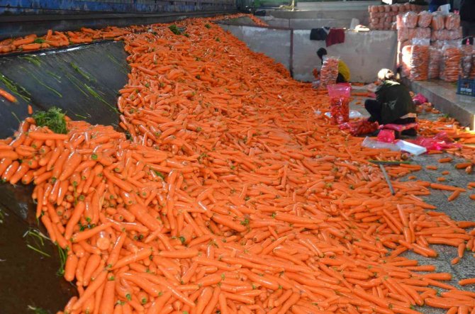 Havucun Tarladan Sofraya Zahmetli Yolculuğu