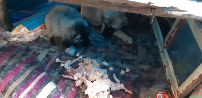 Aracın Çarptığı Yavru Köpek İçin Vatandaşlar Seferber Oldu