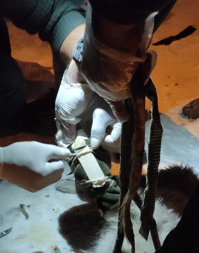 Aracın Çarptığı Yavru Köpek İçin Vatandaşlar Seferber Oldu