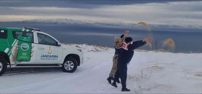Bitlis’te Sokak Ve Yaban Hayvanlar İçin Doğaya Yem Bırakıldı