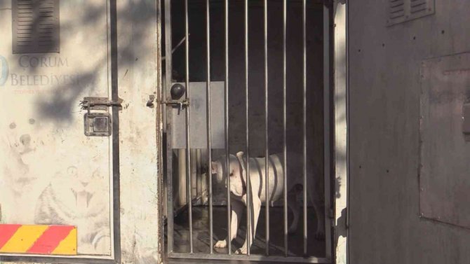 İ̇lkokul Çevresinde Dolaşan Yasaklı Irk Köpek Ekipler Tarafından Yakalandı