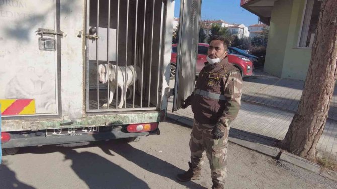 İ̇lkokul Çevresinde Dolaşan Yasaklı Irk Köpek Ekipler Tarafından Yakalandı