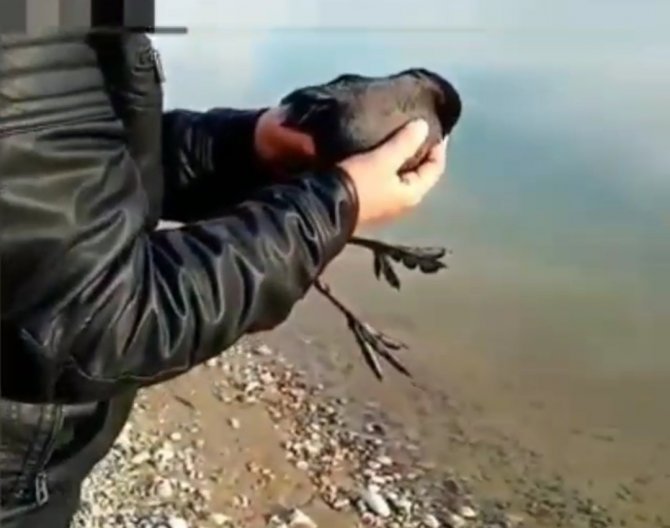 Oltaya Balık Yerine Karabatak Takıldı, Vatandaş Neye Uğradığını Şaşırdı