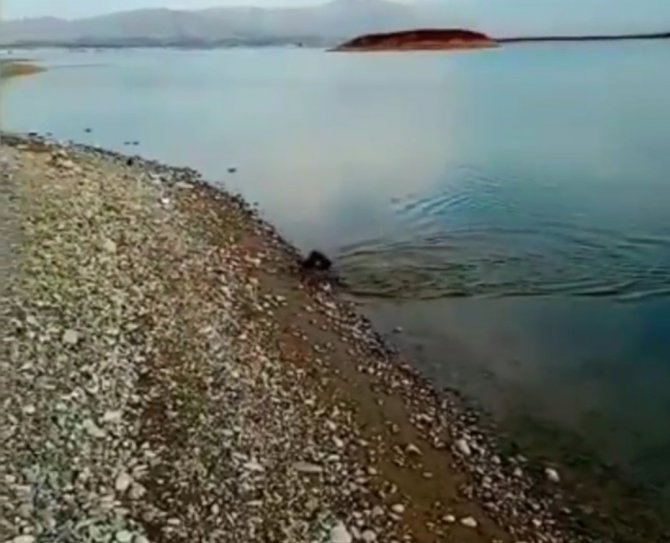 Oltaya Balık Yerine Karabatak Takıldı, Vatandaş Neye Uğradığını Şaşırdı