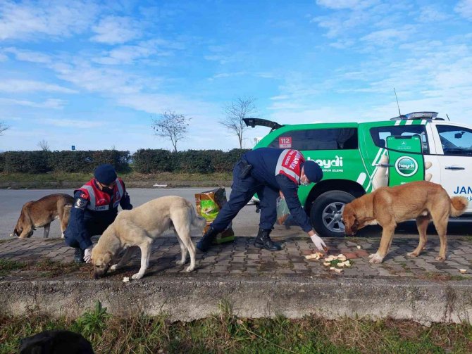 Giresun’da Jandarma Sokak Hayvanlarını Besledi