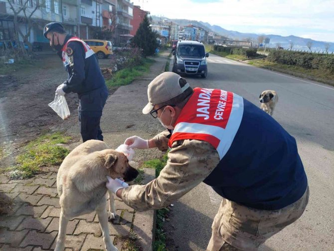 Giresun’da Jandarma Sokak Hayvanlarını Besledi