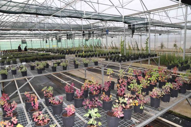 Başkan Altay: "Jeotermal Ar-ge Serasında Alternatif Ürün Yetiştiriyoruz"