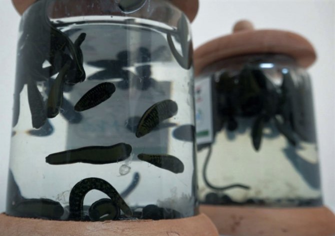 Geleneksel Tıbbi Yöntemler