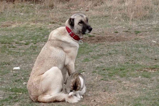Kangal Köpeğinin Kediyle Dostluğu Yürekleri Isıttı