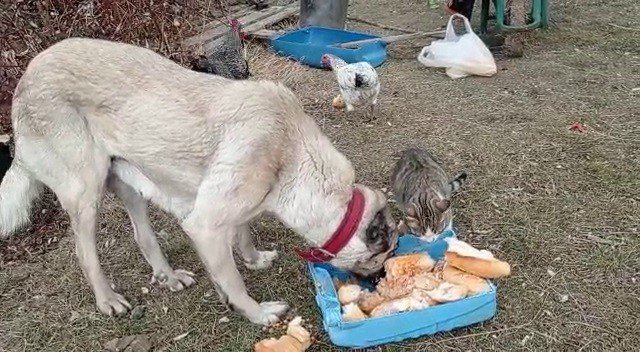 Kangal Köpeğinin Kediyle Dostluğu Yürekleri Isıttı