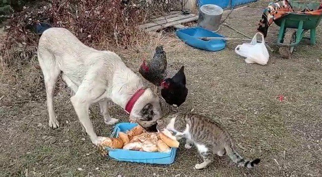 Kangal Köpeğinin Kediyle Dostluğu Yürekleri Isıttı