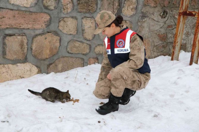 Bingöl’de Jandarma, Sokak Ve Yaban Hayvanlarını Unutmadı