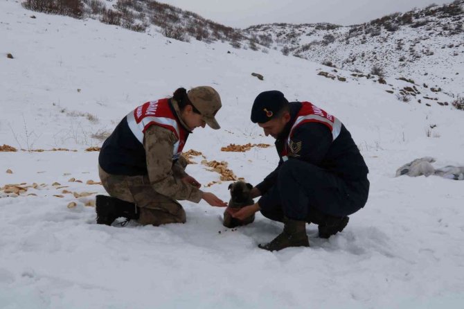 Bingöl’de Jandarma, Sokak Ve Yaban Hayvanlarını Unutmadı