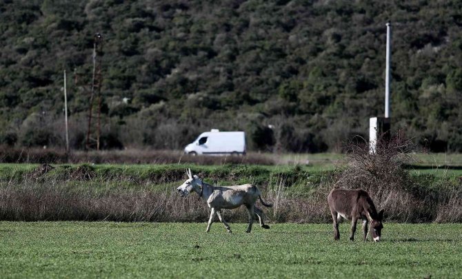 Mardin’de Çöp Toplamakta Kullanılan Eşek Emekli Oldu