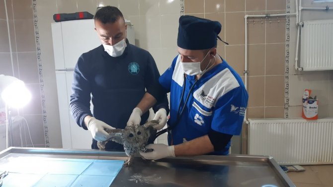 Belediye Ekibi Yavru Baykuşu Sağlığına Kavuşturdu