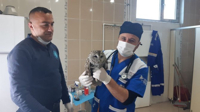 Belediye Ekibi Yavru Baykuşu Sağlığına Kavuşturdu