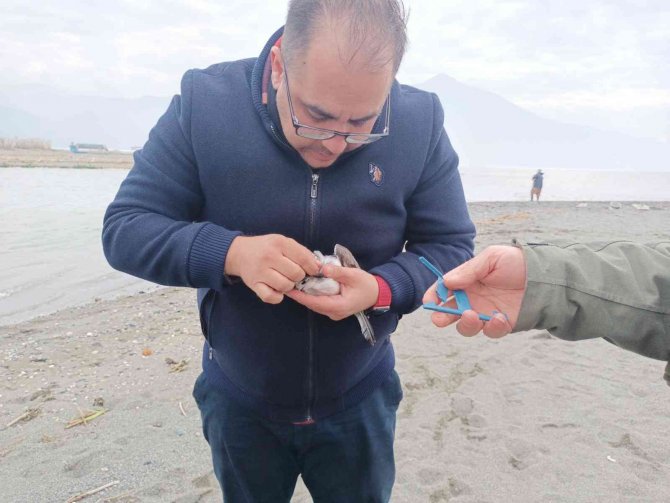 Çatal Kuyruklu Martı, Boynuna Takılan Plastik Cisimden Kurtarıldı
