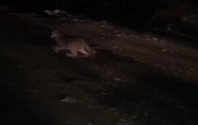 Kümese Giren Karakulak, Doğa Koruma Ekiplerini Harekete Geçirdi