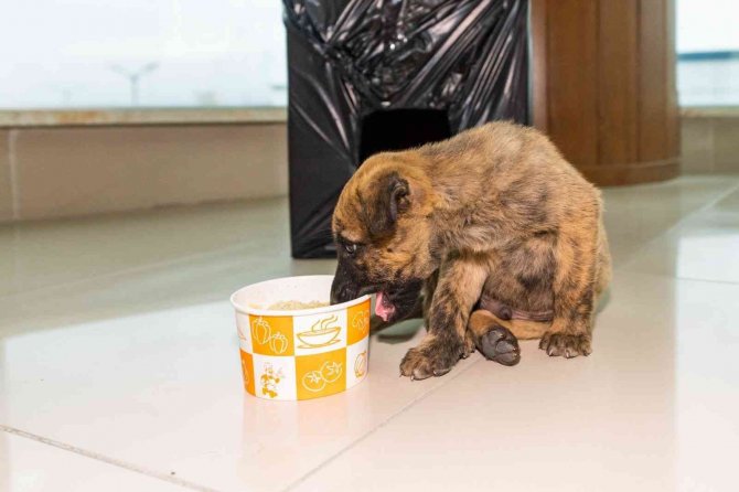 Donmak Üzere Olan Yavru Köpeği Maski̇ Personelleri Kurtardı