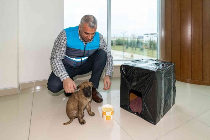 Donmak Üzere Olan Yavru Köpeği Maski̇ Personelleri Kurtardı