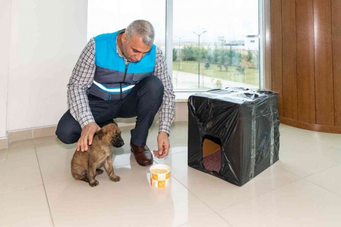 Donmak Üzere Olan Yavru Köpeği Maski̇ Personelleri Kurtardı