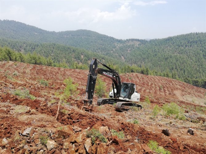 Mersin’de 2021’de 2,5 Milyon Fidan Dikildi