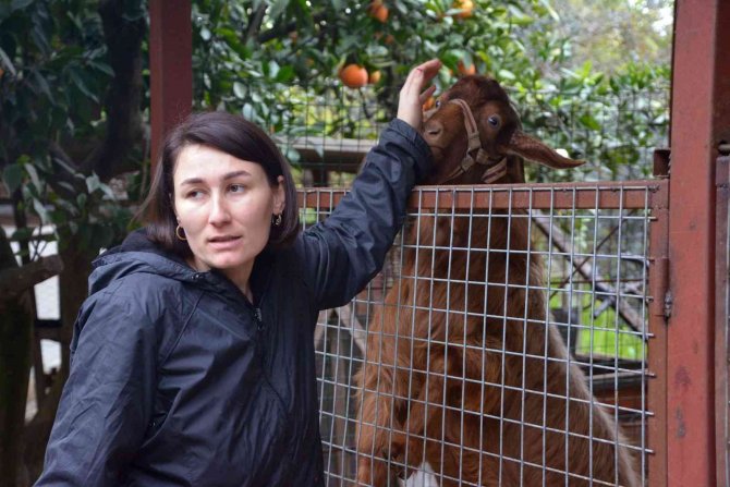 Büyükşehir ‘Keçi Projesi’ Yaşamını Değiştirdi