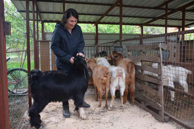 Büyükşehir ‘Keçi Projesi’ Yaşamını Değiştirdi