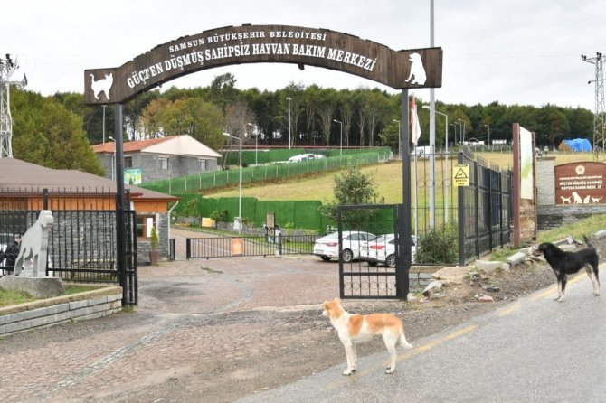 “Yasaklı Irk” Köpekleri Terk Edenler 30 Bin Tl Ödeyecek