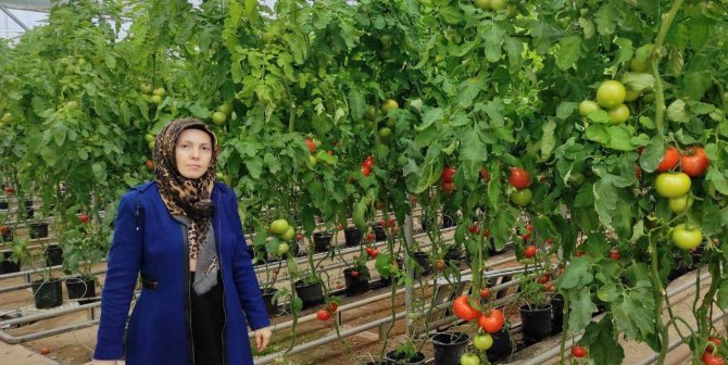 Jeotermal Kaynaklı Seralarda Dönem Kontrolleri