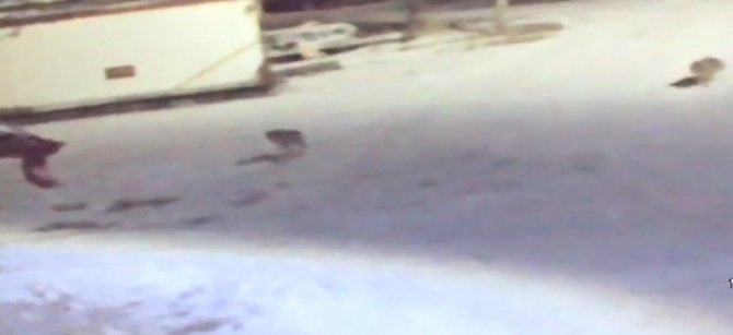Kurtlar Köye Dadanıp Köpeklere Saldırdı, O Anlar Güvenlik Kamerasına Yansıdı