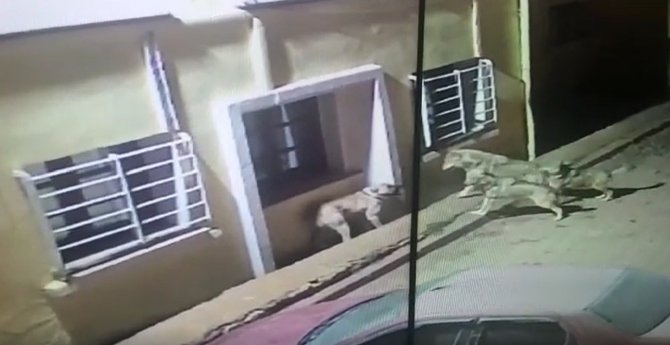 Kurtlar Köye Dadanıp Köpeklere Saldırdı, O Anlar Güvenlik Kamerasına Yansıdı