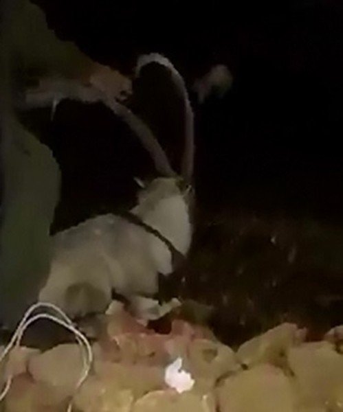 Tel Örgülere Takılan Dağ Keçisini Köylüler Ve Jandarma Kurtardı