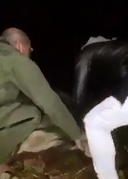Tel Örgülere Takılan Dağ Keçisini Köylüler Ve Jandarma Kurtardı