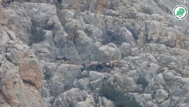 Yaban Keçilerinin Liderlik Kavgası Kameralarda