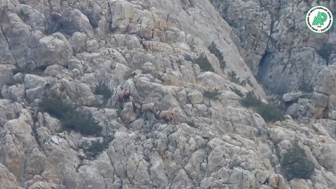Yaban Keçilerinin Liderlik Kavgası Kameralarda